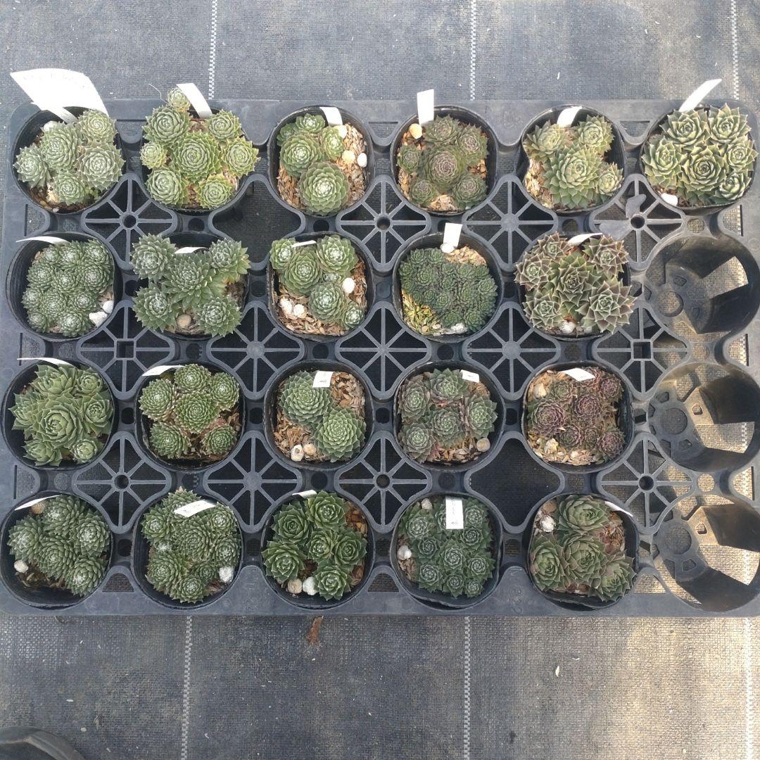 18-20時着 きなこもっち～さん専用