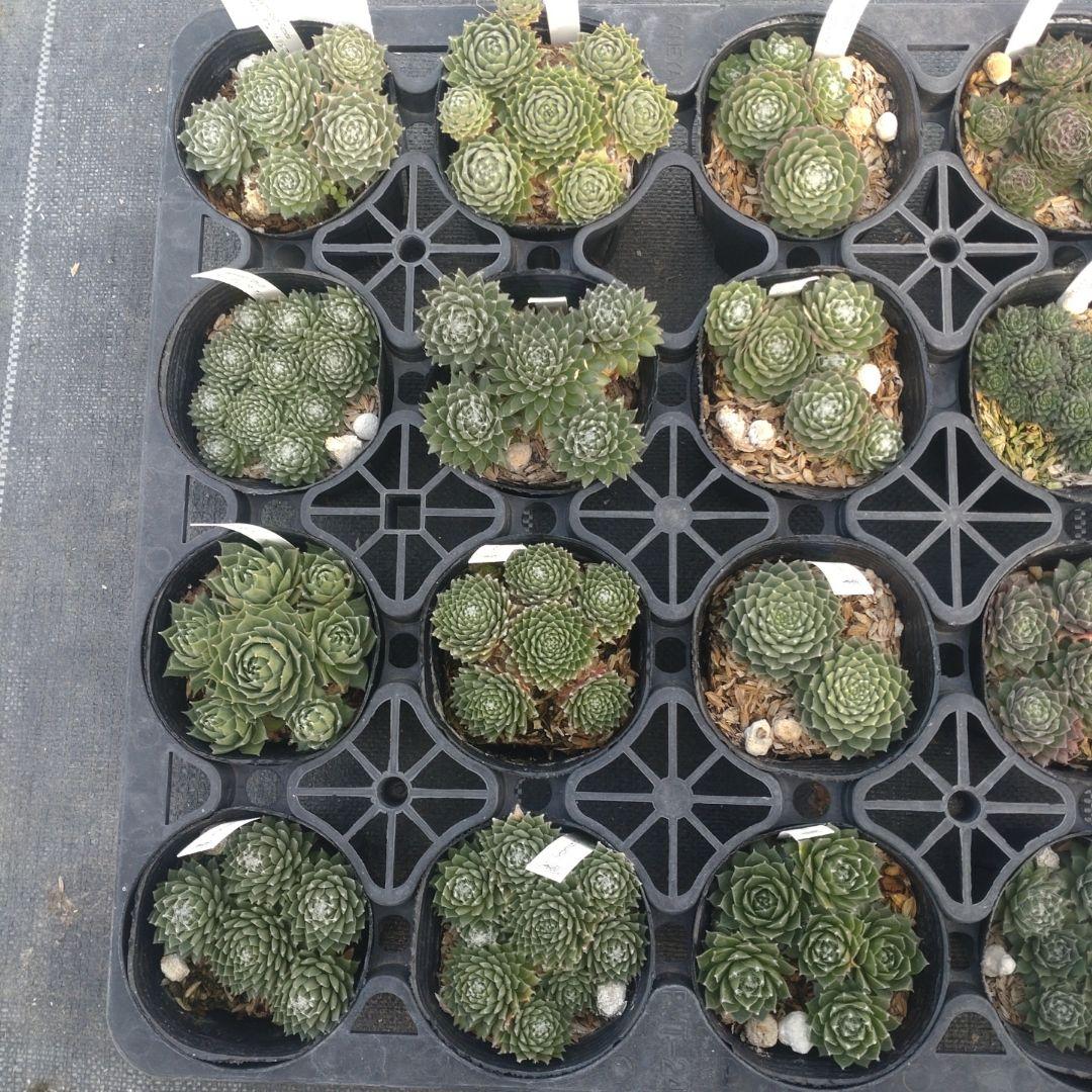 18-20時着 きなこもっち～さん専用