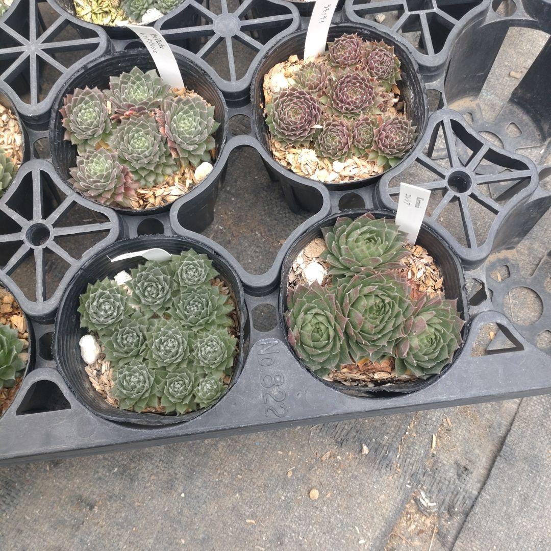 18-20時着 きなこもっち～さん専用