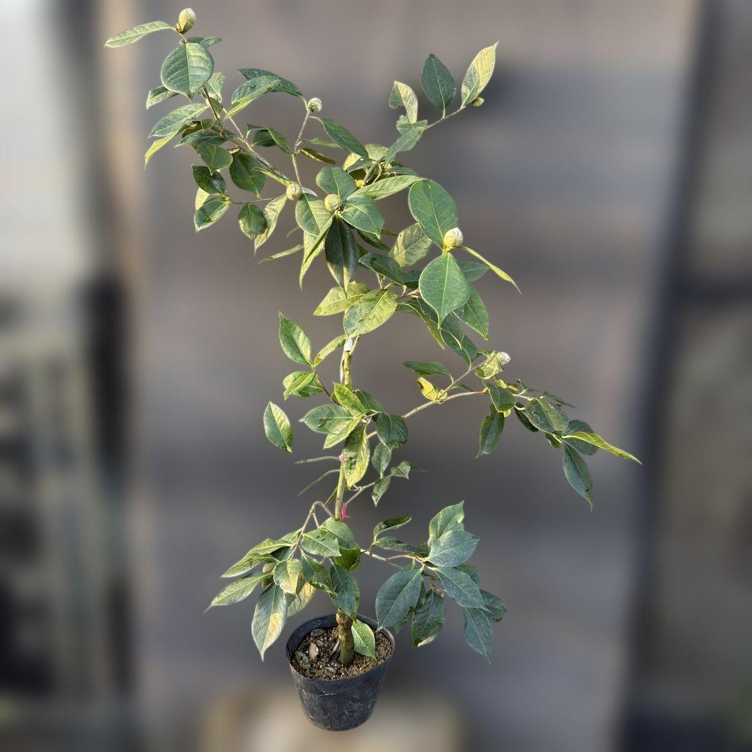 レイジェントリー