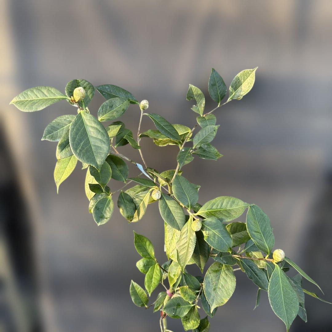 レイジェントリー