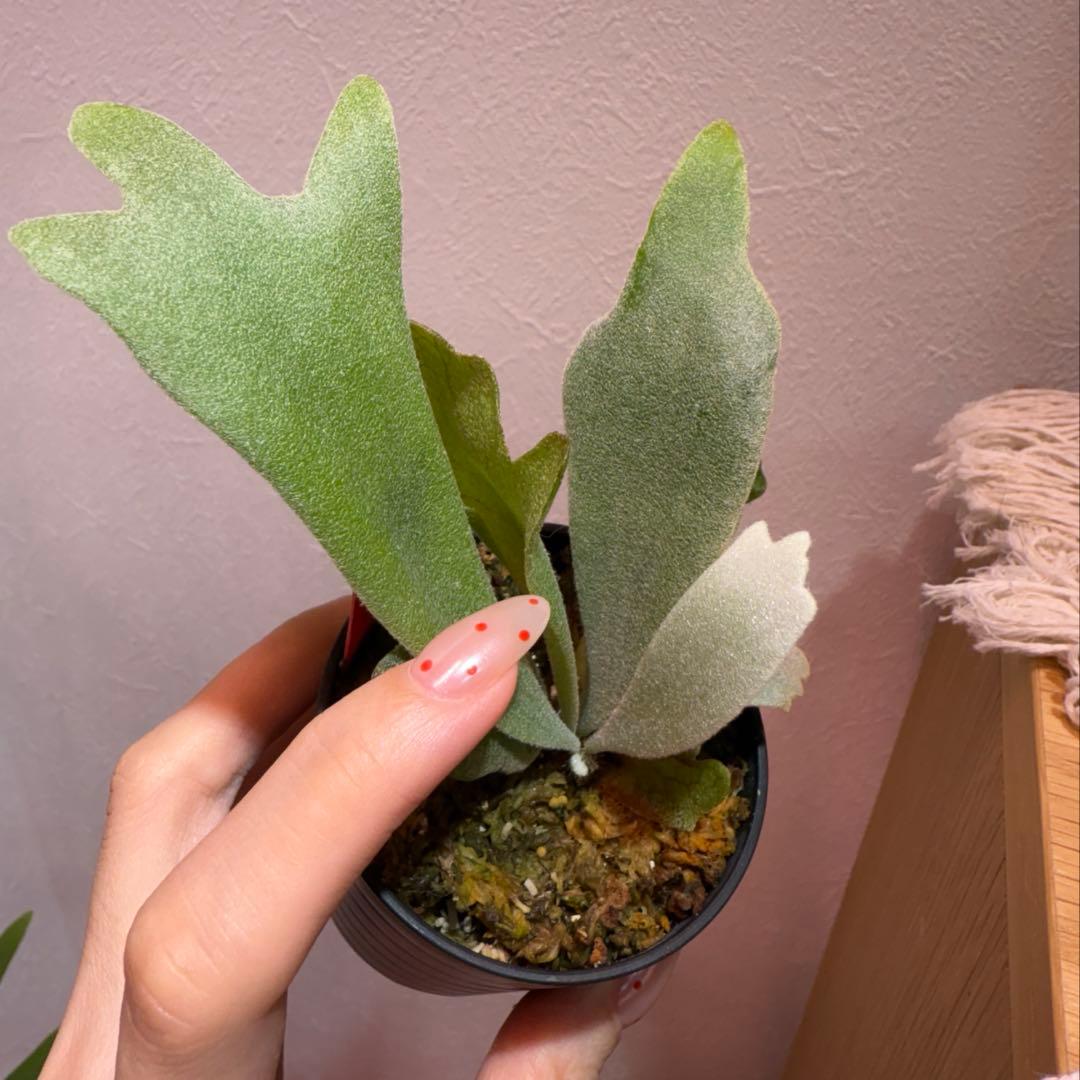 P.Gabriel pup ビカクシダ ガブリエル 株分け③