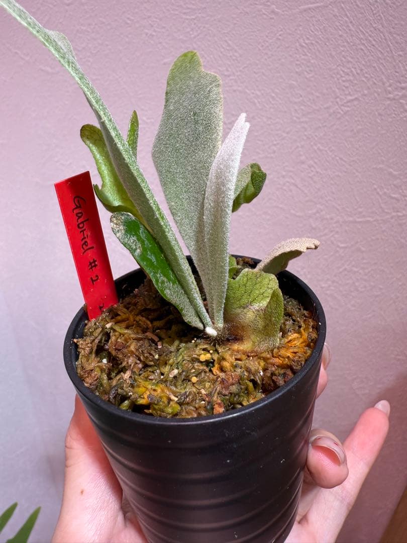 P.Gabriel pup ビカクシダ ガブリエル 株分け③