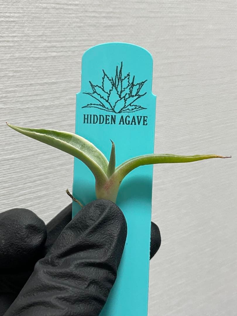 た*と様 ①ジェレミー産 Hidden Agaveアガベ オバティフォリア モビ