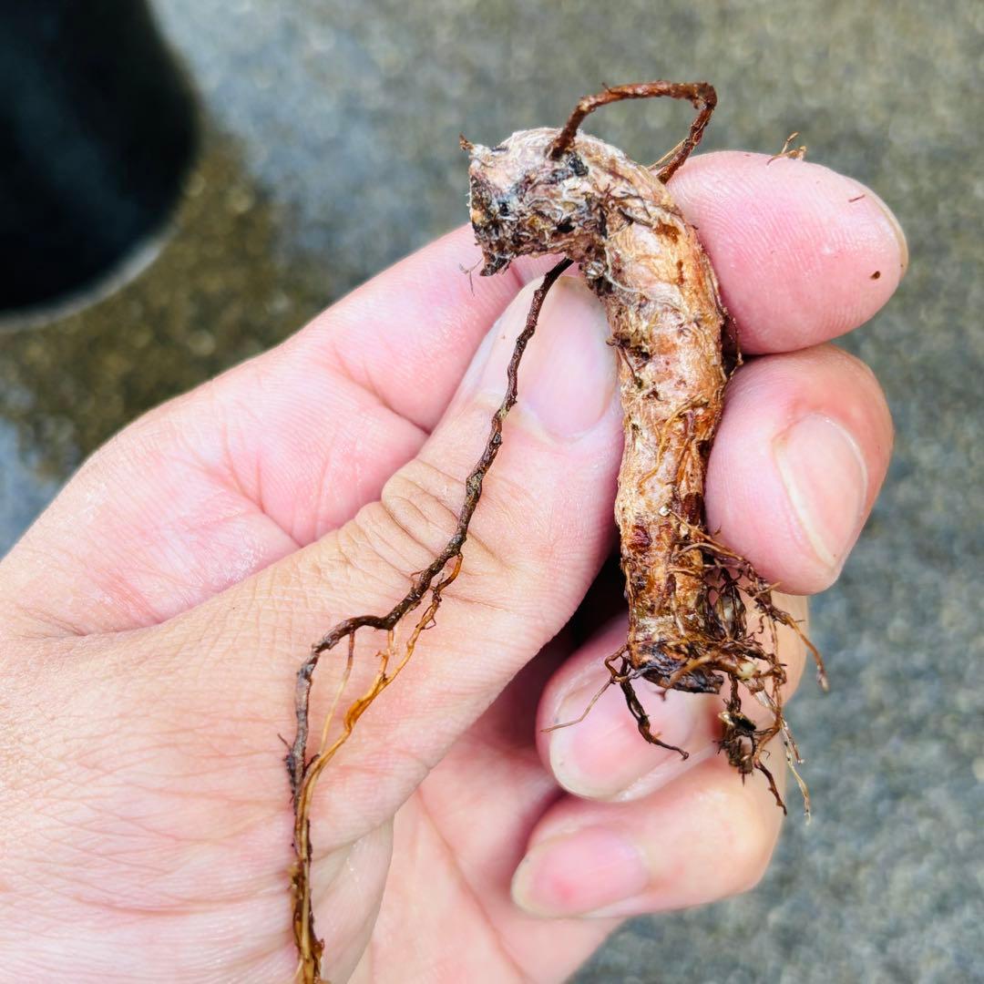 |꒳`*ᔨ﻿ぁずぃる