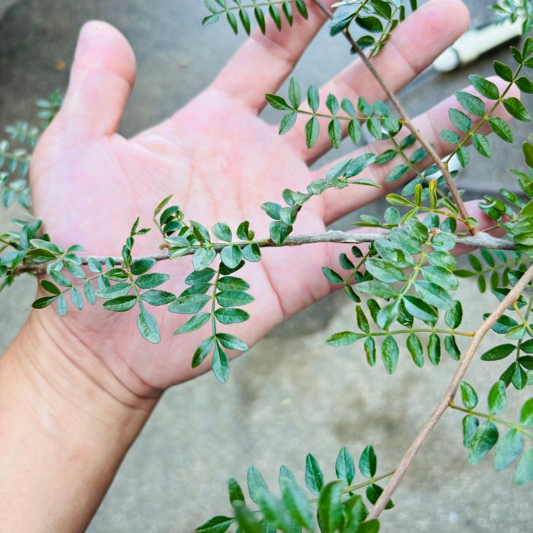 |꒳`*ᔨ﻿ぁずぃる