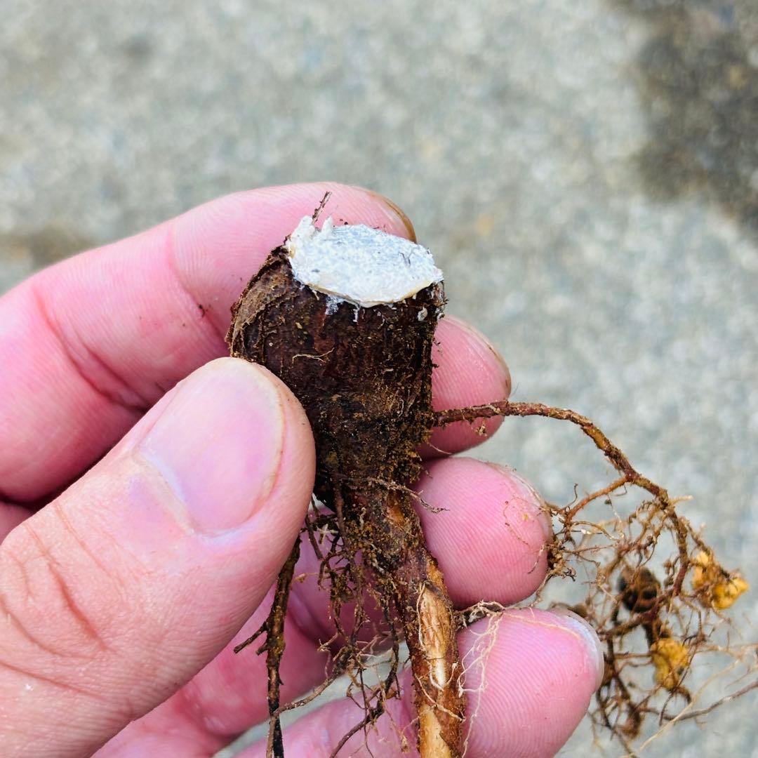 |꒳`*ᔨ﻿ぁずぃる