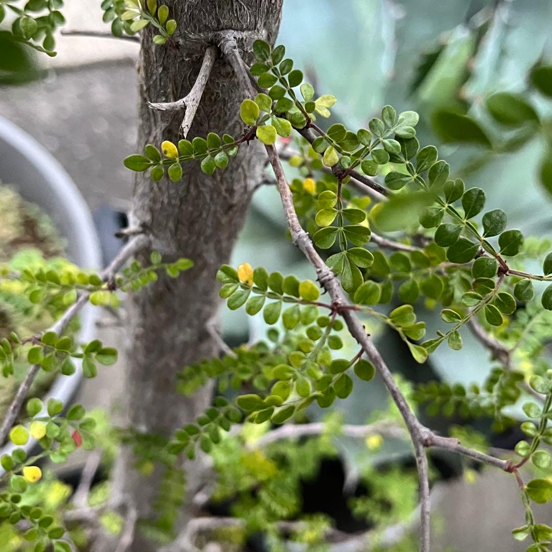 |꒳`*ᔨ﻿ぁずぃる