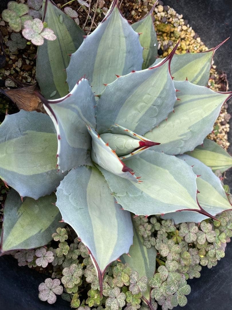 【限定セール60000→45000】ホーチエンシス25センチ大株　レア株