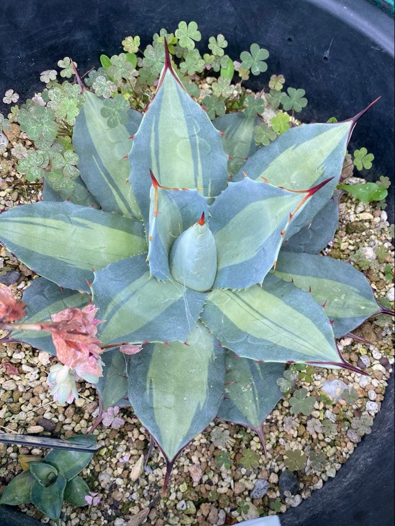 【限定セール60000→45000】ホーチエンシス25センチ大株　レア株