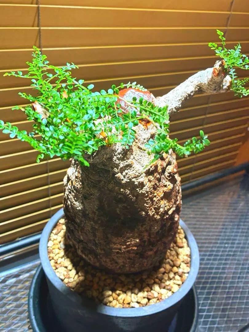 オペルクリカリアパキプス現地球【みやび鉢付き】