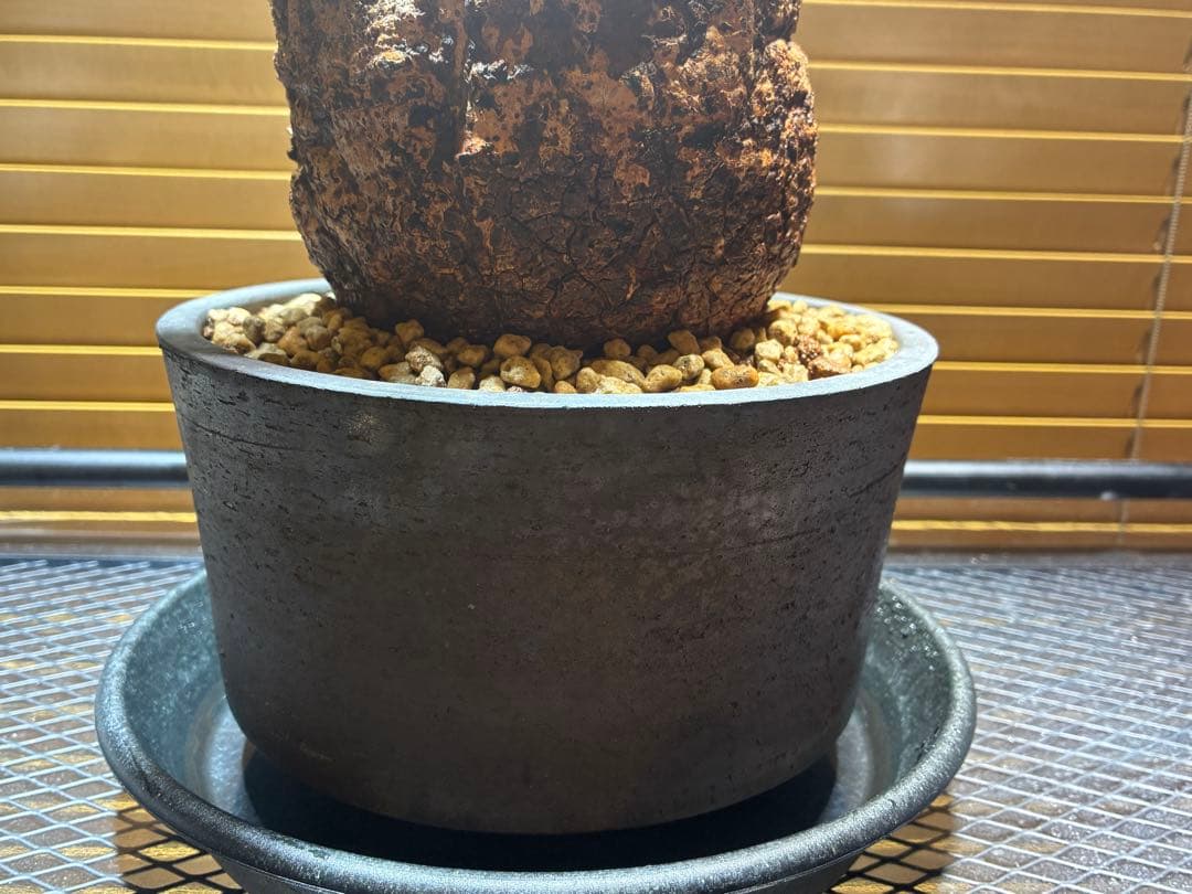 オペルクリカリアパキプス現地球【みやび鉢付き】