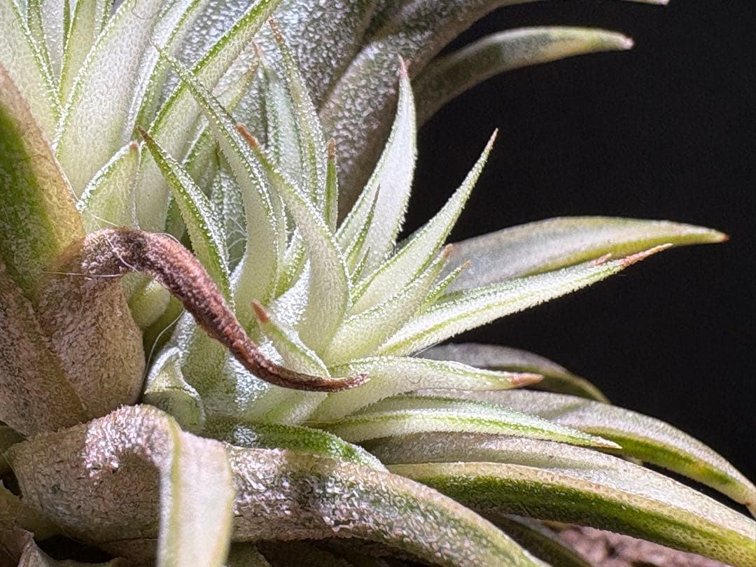 ティランジア イオナンタ メディオピクタ / チランジア エアプランツ 超レア