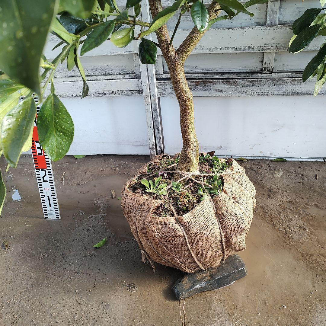 がんもさま専用