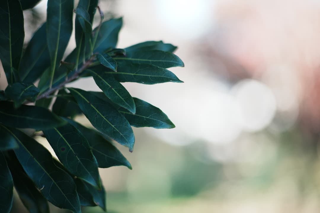 【整備＆テスト済】Canon New FD 85mm F1.8 329