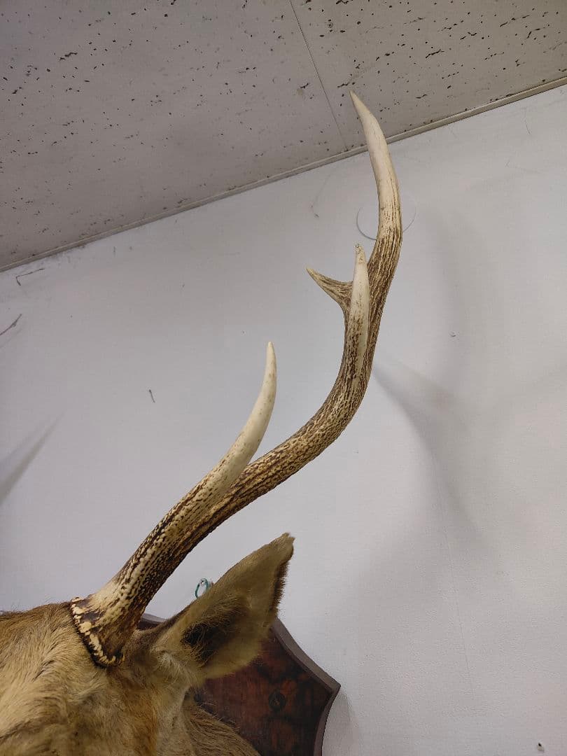 【引取限定】エゾシカ　北海道の蝦夷鹿ハンティングトロフィー