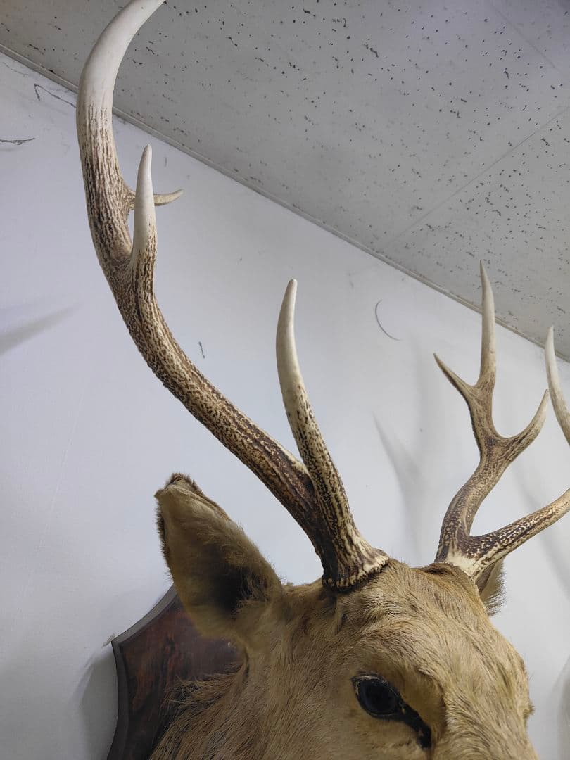 【引取限定】エゾシカ　北海道の蝦夷鹿ハンティングトロフィー