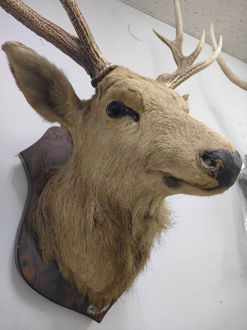 【引取限定】エゾシカ　北海道の蝦夷鹿ハンティングトロフィー