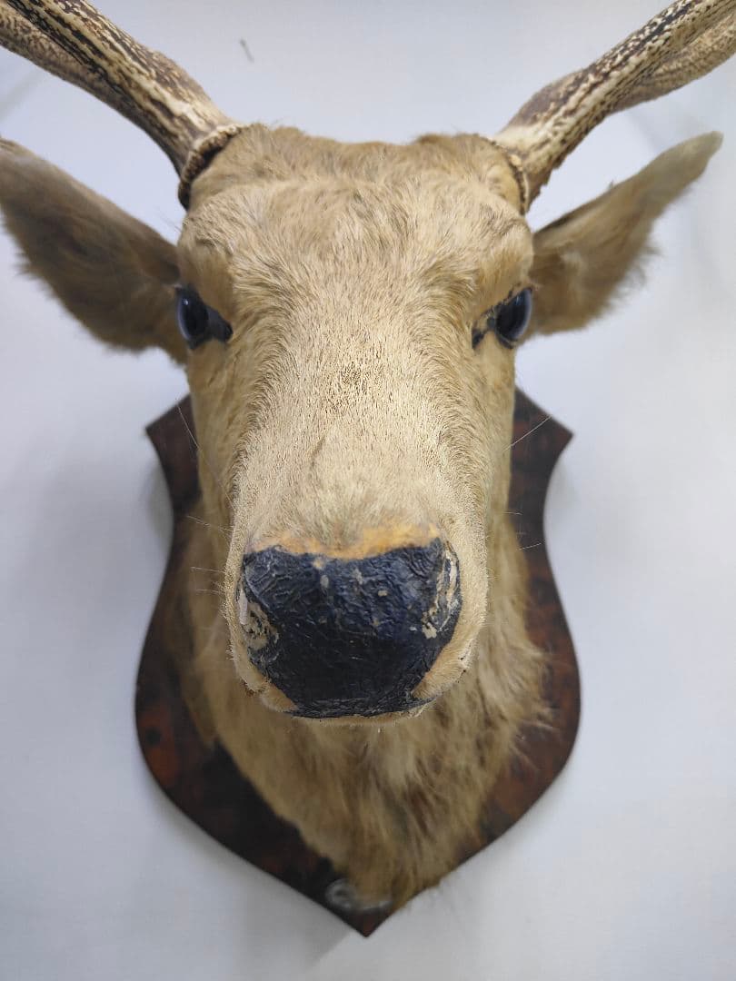 【引取限定】エゾシカ　北海道の蝦夷鹿ハンティングトロフィー