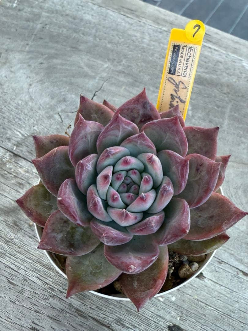 7 希少　SAMリンゼアナNo.6 カリフォルニア輸入　多肉植物