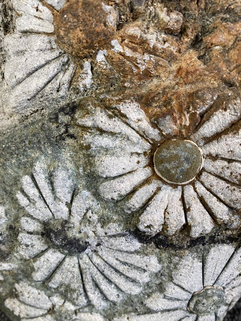 花模様の水石　鑑賞石　菊花石 自然石　盆石　水石　観賞石　置物