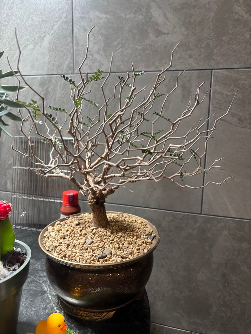 オペルクリカリア パキプス塊根約4センチ