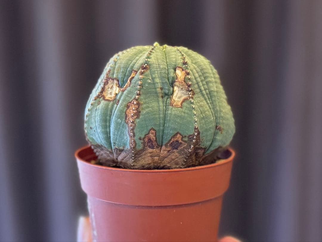 ユーフォルビア　オベサ　大株　7.6cm ヴィンテージ株　木質化