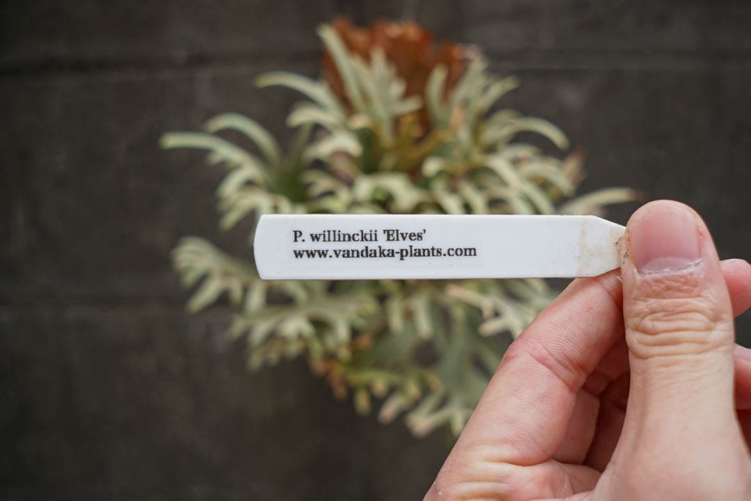 ビカクシダ P.willinckii ' Elves ' OC