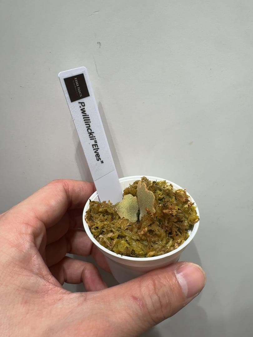 ビカクシダ P.willinckii ' Elves ' OC