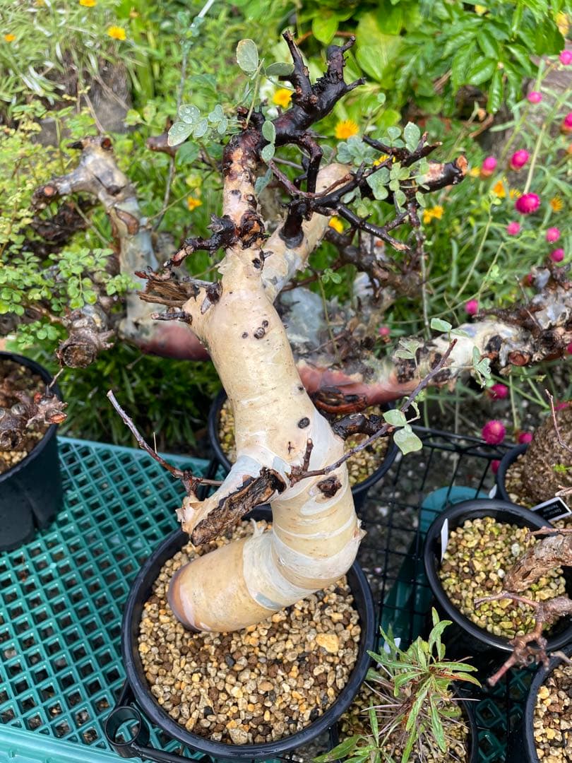 塊根植物 コミフォラ カタフ ピュア Commiphora kataf pure