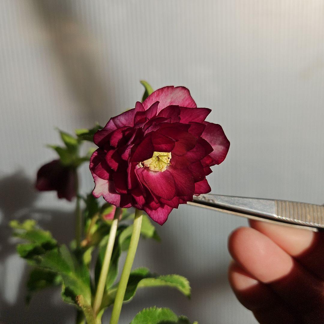 ムック様ご購入苗㉖-114㉖-115クリスマスローズ