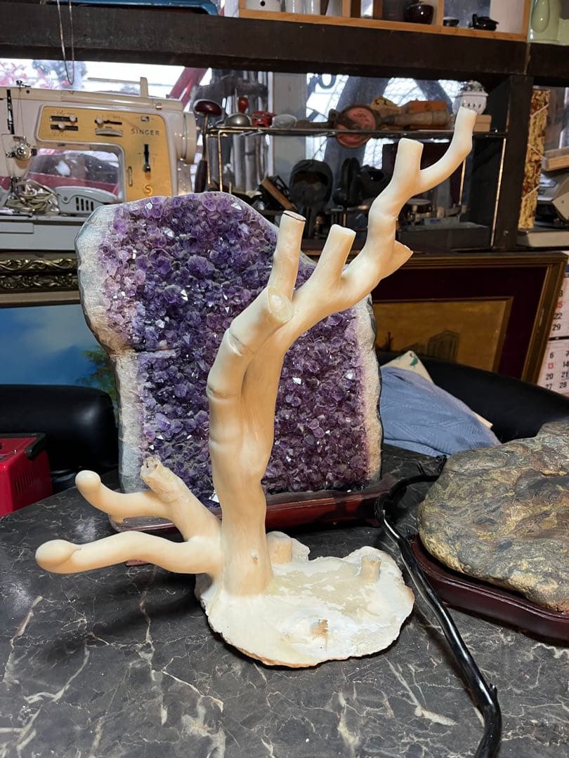 黒松珊瑚、海松、黒海松、深海珊瑚、黒珊瑚、