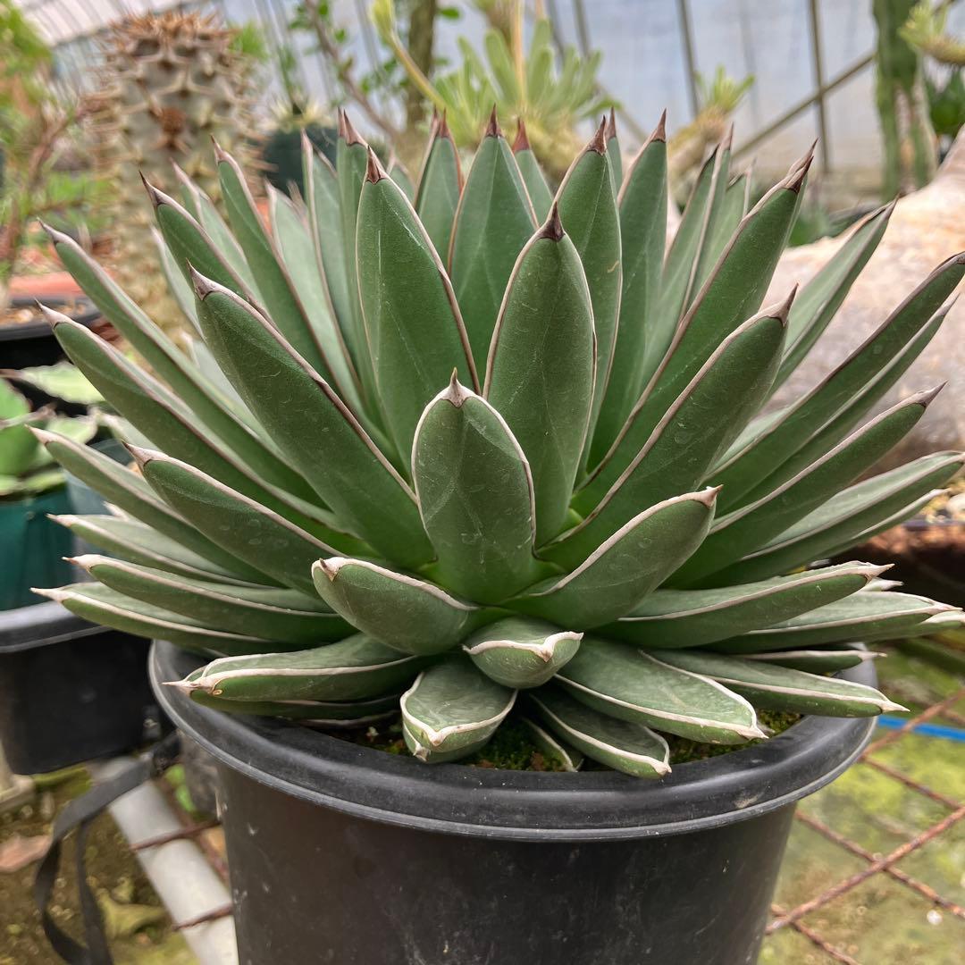 キャス アガベ 雪嶺 笹の雪B型セット