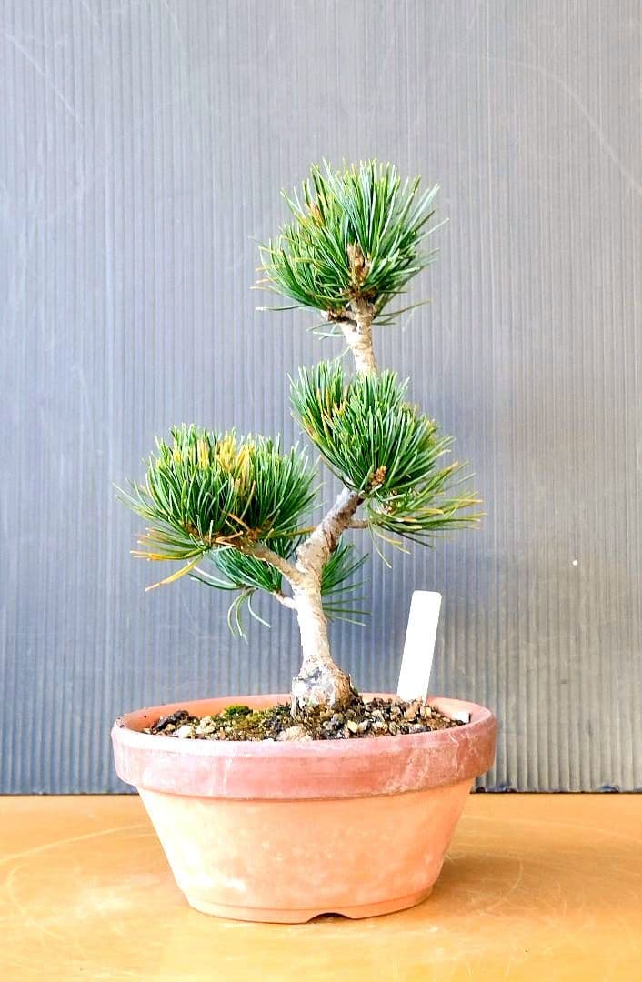 八房五葉松(あけぼの)