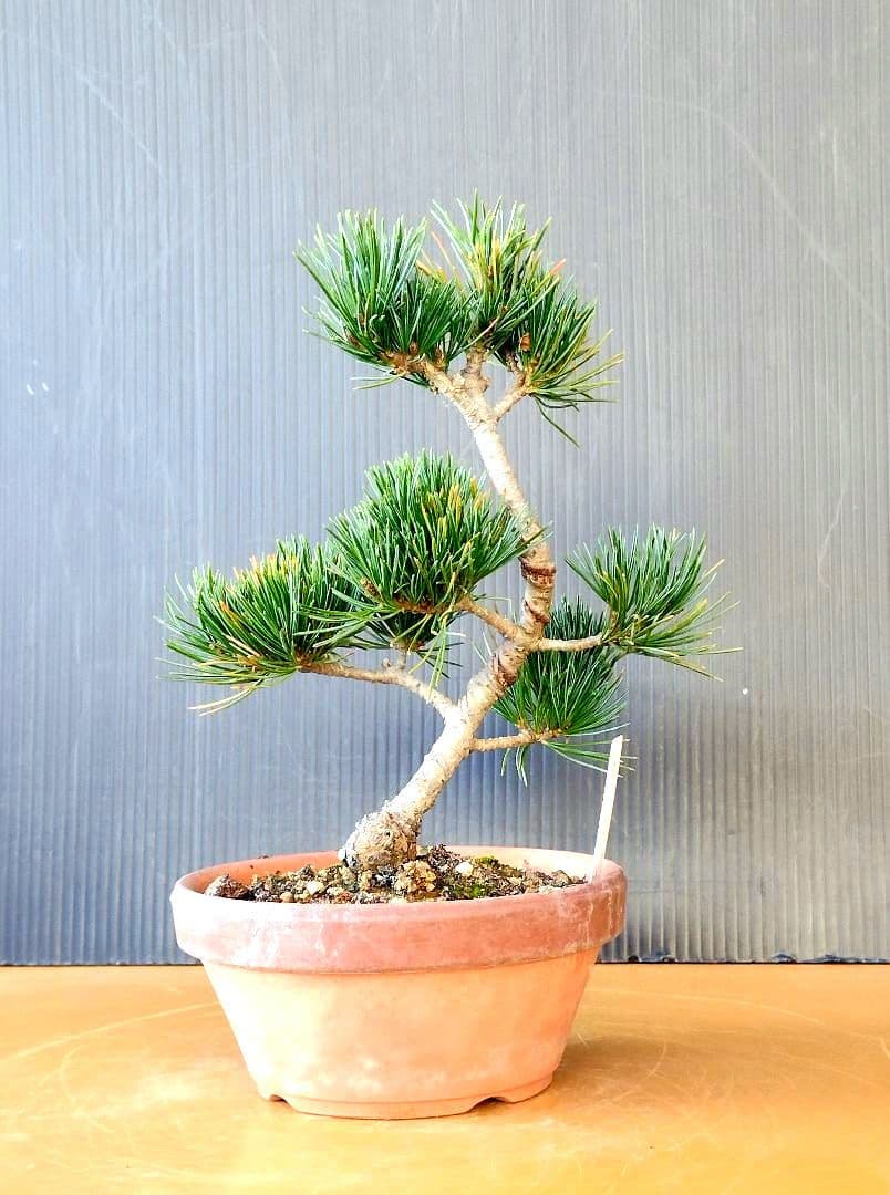 八房五葉松(あけぼの)