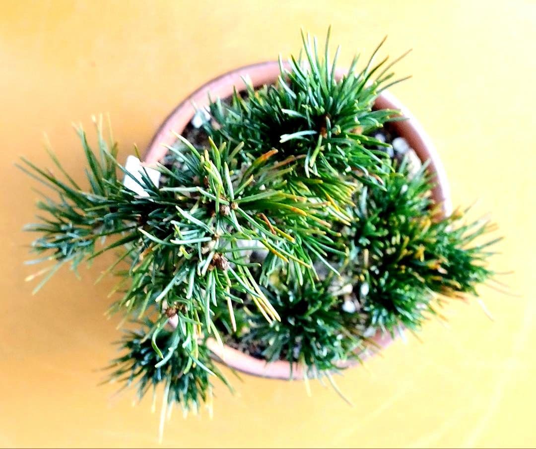 八房五葉松(あけぼの)