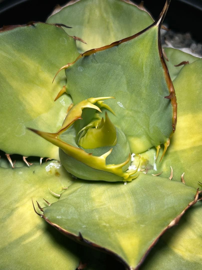 oaxaca oteroi 2023実生 バンド厚め 美株(オアハカ オテロイ