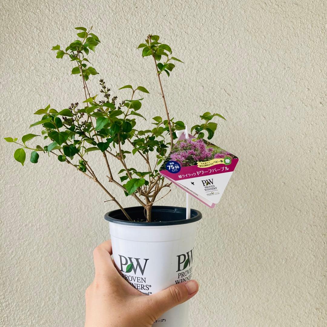 ④姫ライラック ドワーフパープル 3.5寸ポット 芳香 薄いピンク色 矮性