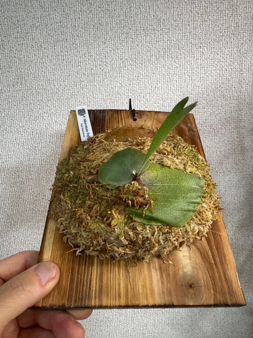 P. bifurcatum Popcorn ポップコーン　爆米花　ビカクシダ