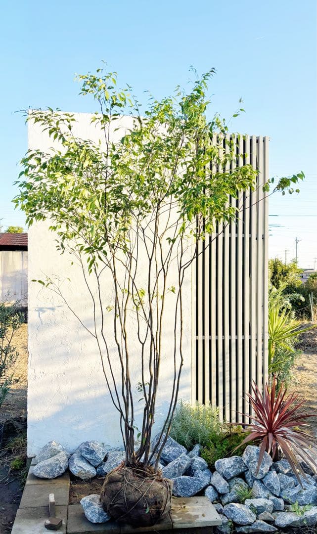 超絶品。山採りハイノキ大株立ち2.7M(鉢底から)