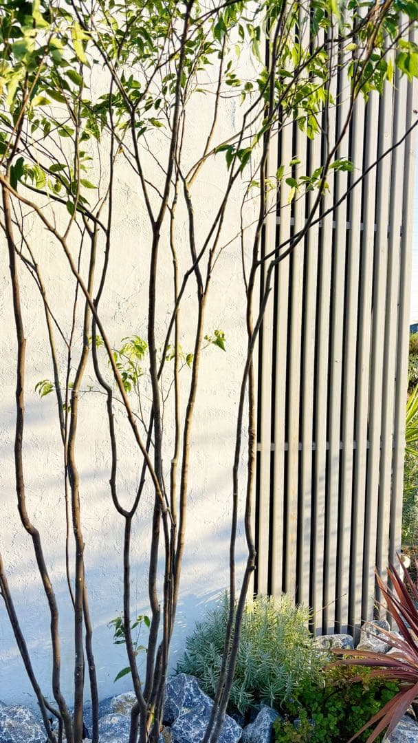 超絶品。山採りハイノキ大株立ち2.7M(鉢底から)