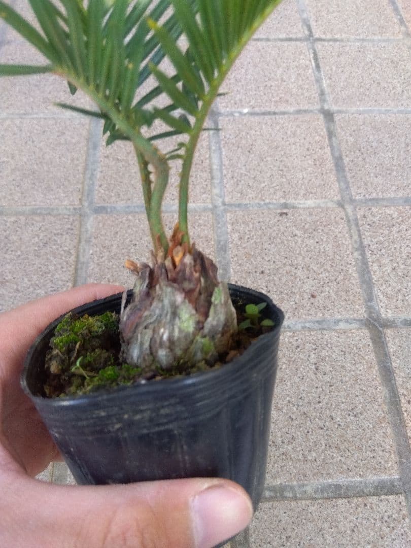 金環ソテツ　2.5号ポットつき　2株セット❗　い