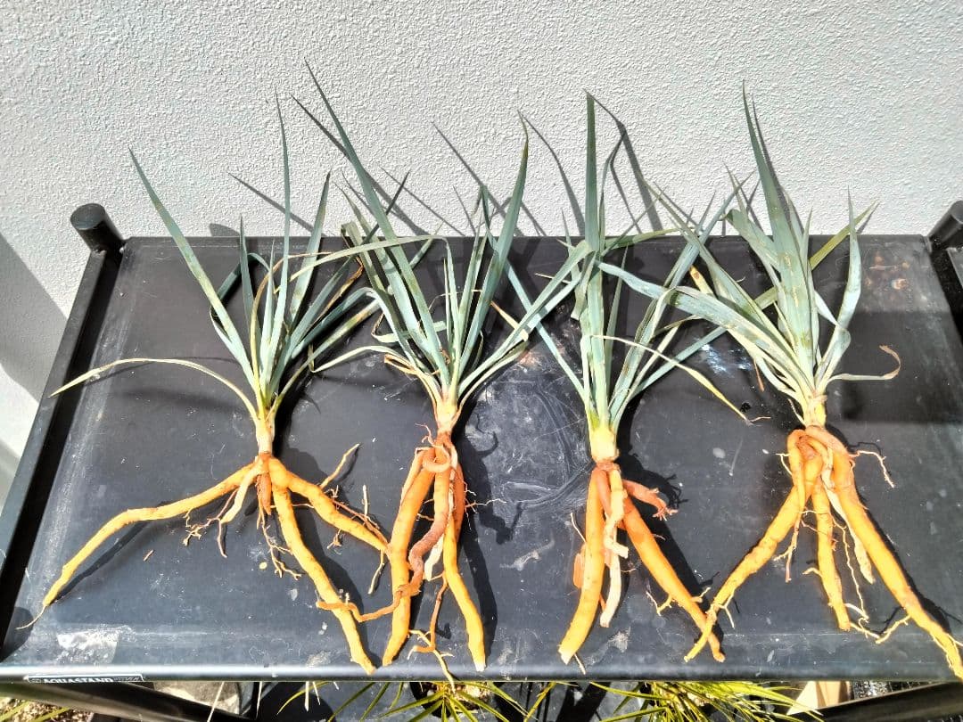 ユッカ ロストラータ 4苗セット 抜き苗 ドライガーデン ロックガーデン