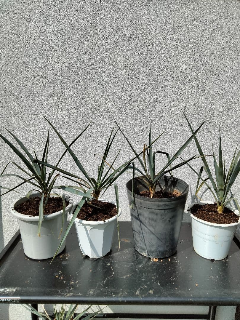 ユッカ ロストラータ 4苗セット 抜き苗 ドライガーデン ロックガーデン