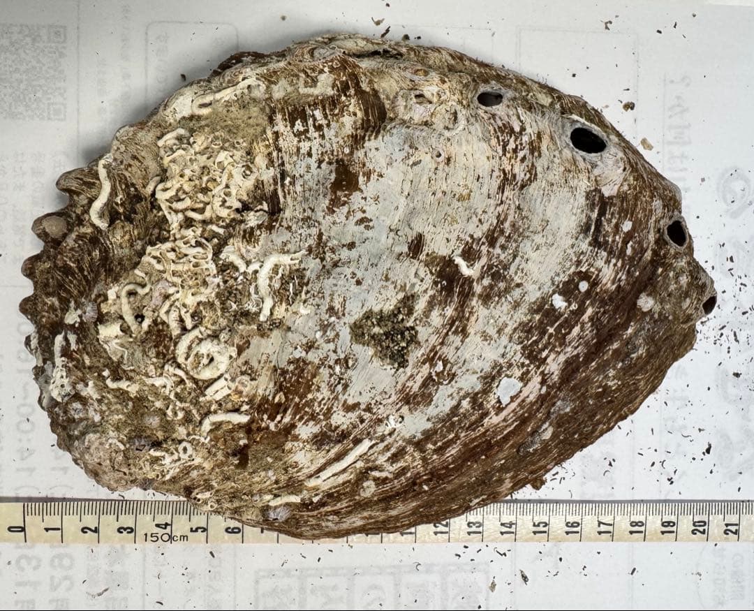 あわび　貝殻　約20×15㎝