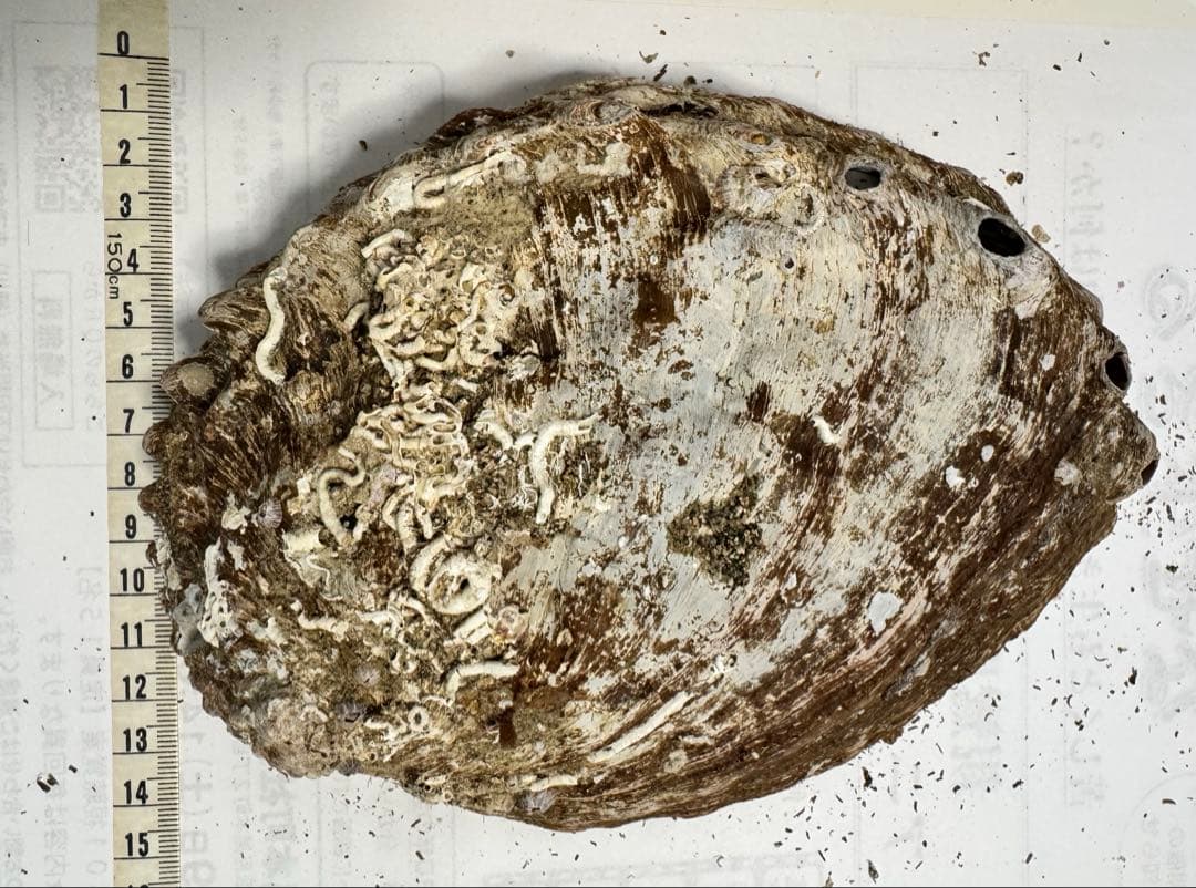 あわび　貝殻　約20×15㎝