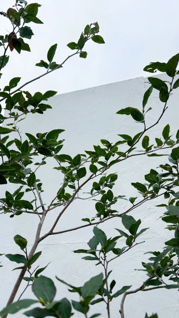 masuma 超逸品。山採りヤマコウバシ2.3M(鉢底から) 幅1.0M