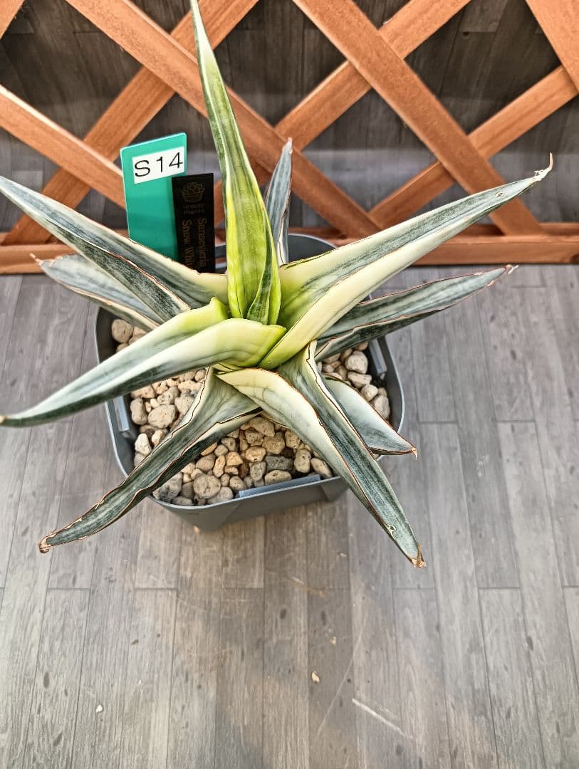 ☆S-14 超稀少 サンスベリア スノーホワイト 斑入り メルカリ発送
