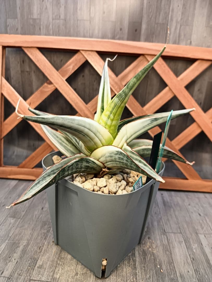 ☆S-14 超稀少 サンスベリア スノーホワイト 斑入り メルカリ発送