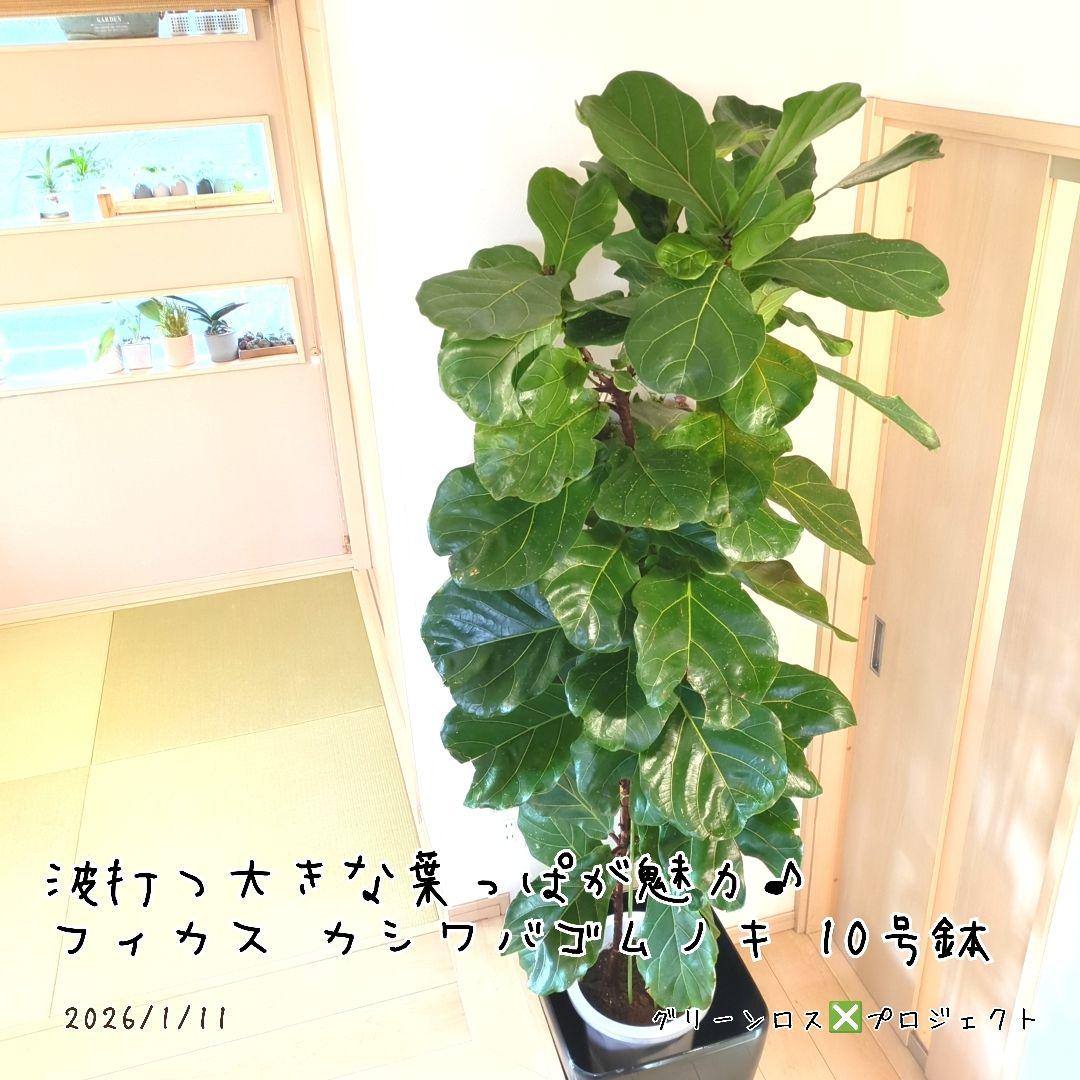 Jonald 様専用⚠追加有り❗️】フィカスカシワバゴムノキ10号鉢②